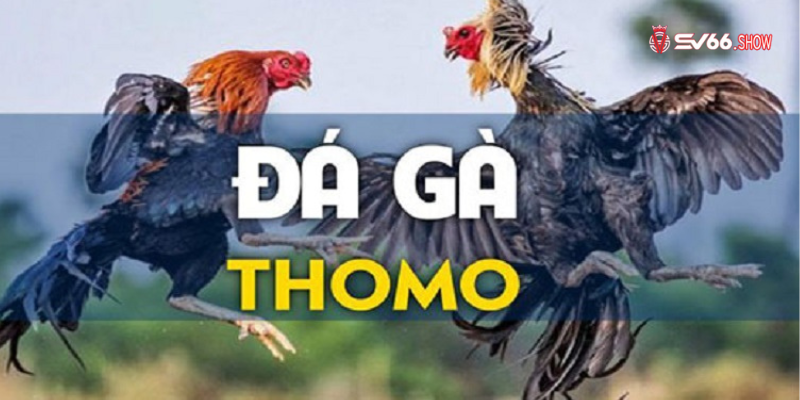 Các hướng dẫn chơi đá gà Thomo chi tiết