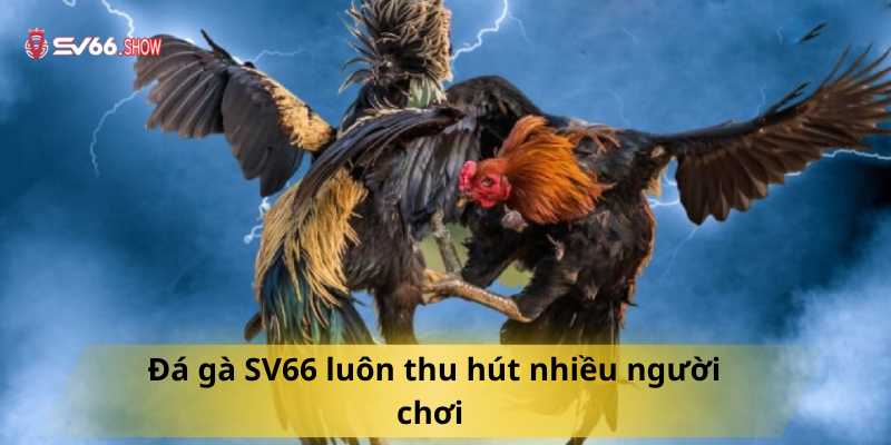 Đá gà ko66 luôn thu hút nhiều người chơi 