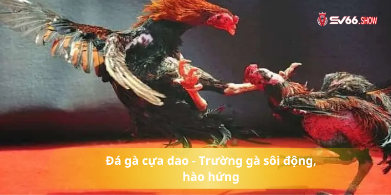 Đá gà cựa dao - Trường gà sôi động, hào hứng