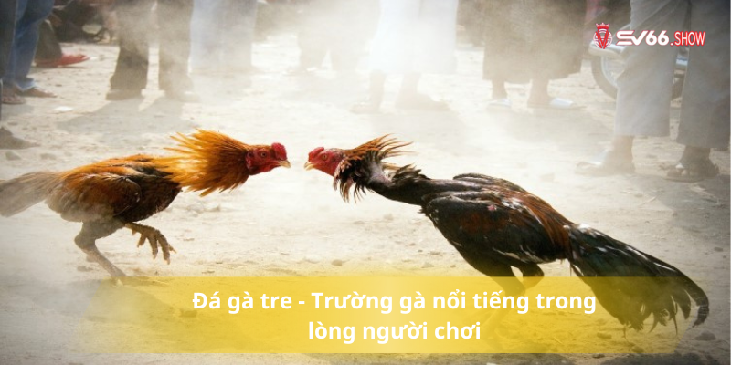 Đá gà tre - Trường gà nổi tiếng trong lòng người chơi