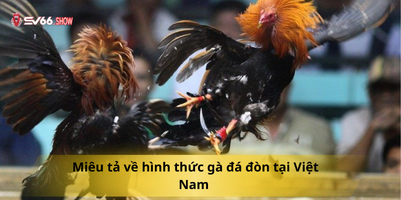 Miêu tả về hình thức gà đá đòn tại Việt Nam 