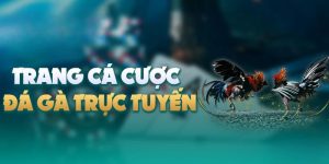 Đá gà trực tiếp - Đắm chìm trong trường gà sôi động